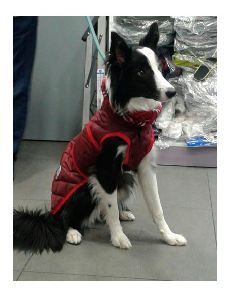 Abrigo acolchado para perros con cuello alto color Granate